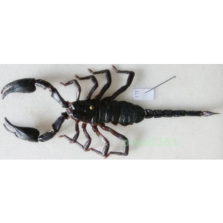 Heterometrus laoticus (Couzijn, 1981) +105mm Thailand17f